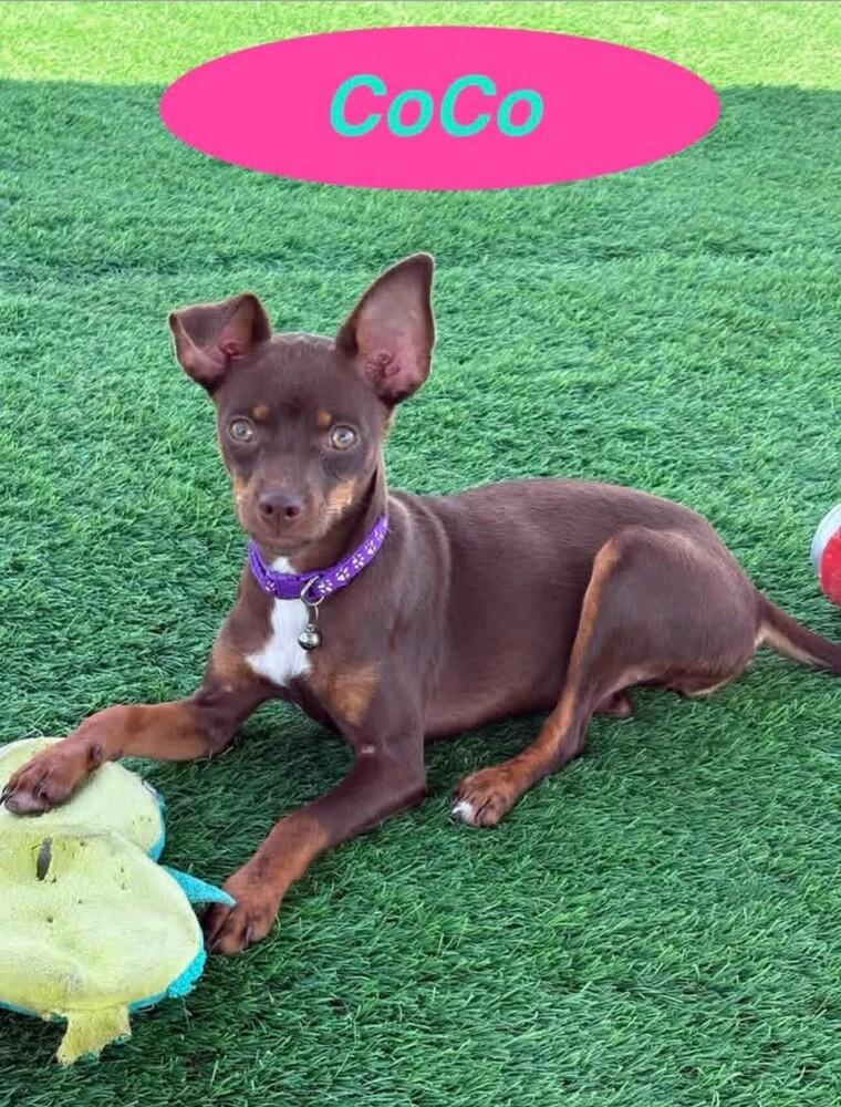 Coco, a Adoptable mixed breed in Evergreen, CO image 3/4