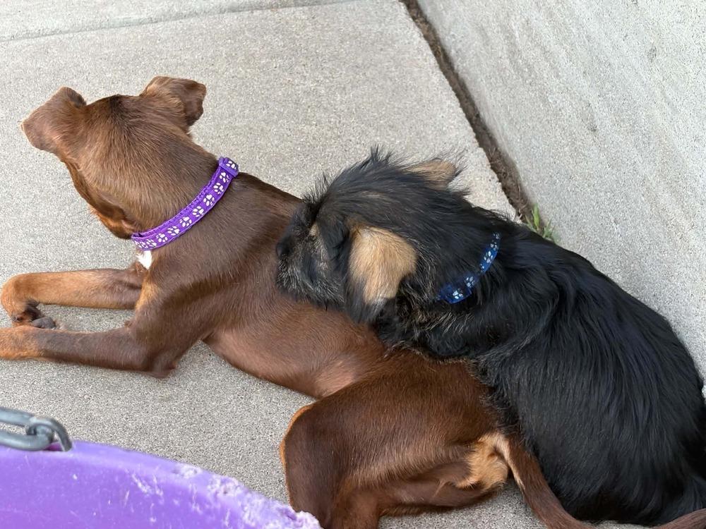 Coco, a Adoptable mixed breed in Evergreen, CO image 4/4