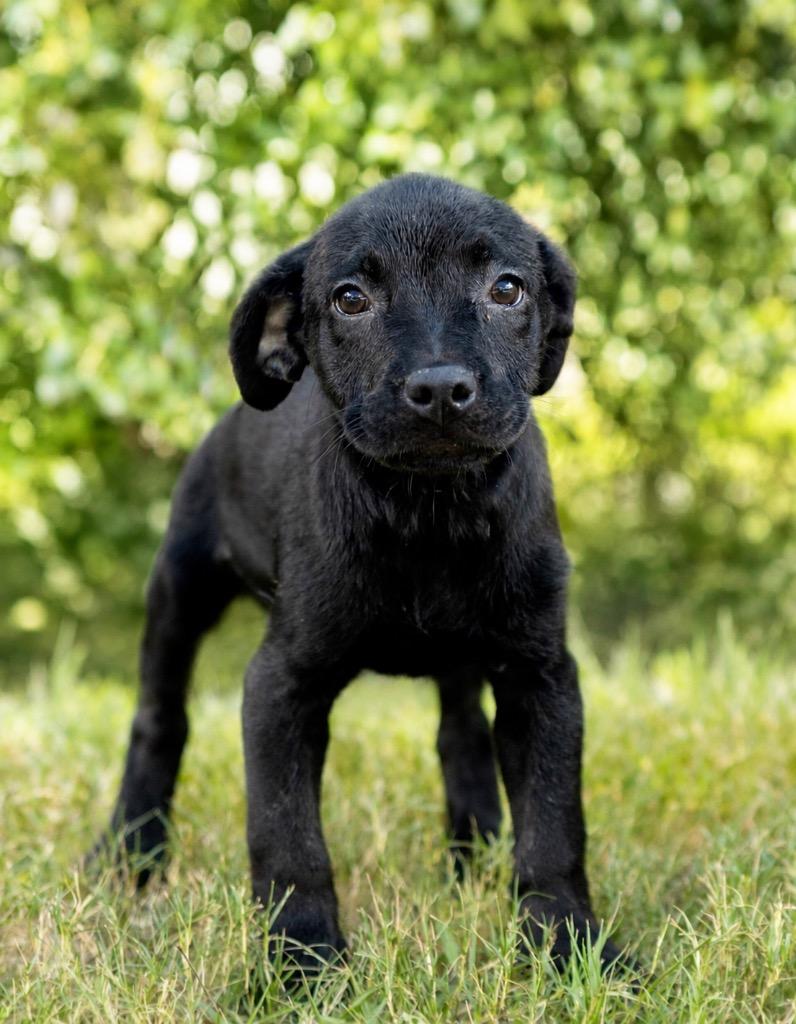 Enlarge Zaza, a Adoptable mixed breed in North Syracuse, NY image 1/2