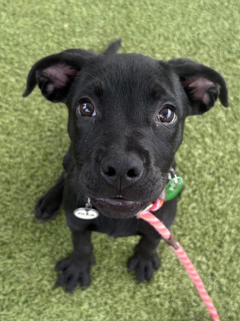 Enlarge Zaza, a Adoptable mixed breed in North Syracuse, NY image 2/2