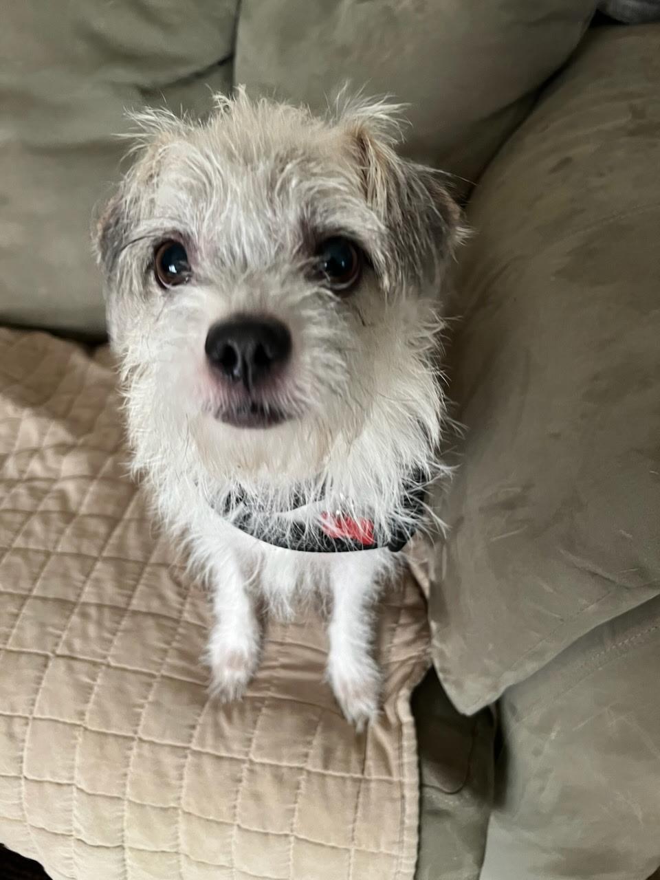 Enlarge Adelaide, a Adoptable mixed breed in West Valley, UT image 2/3