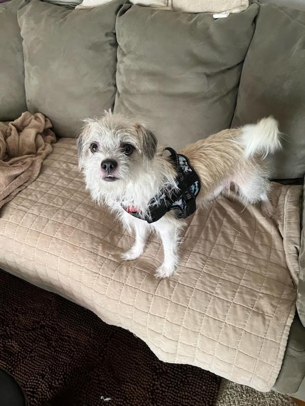 Adelaide, Adoptable, Adult Female Terrier.