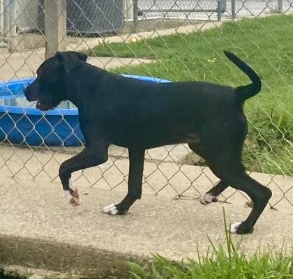 Kiona, a ADOPTABLE Pit Bull Terrier in Glasgow, KY image 2/3