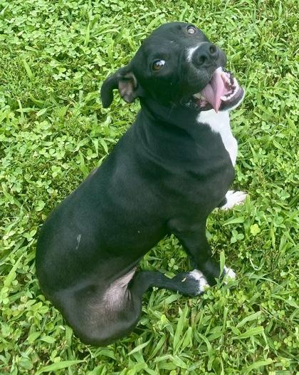 Kiona, ADOPTABLE, Young Female Pit Bull Terrier.