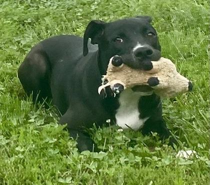 Kiona, a ADOPTABLE Pit Bull Terrier in Glasgow, KY image 3/3
