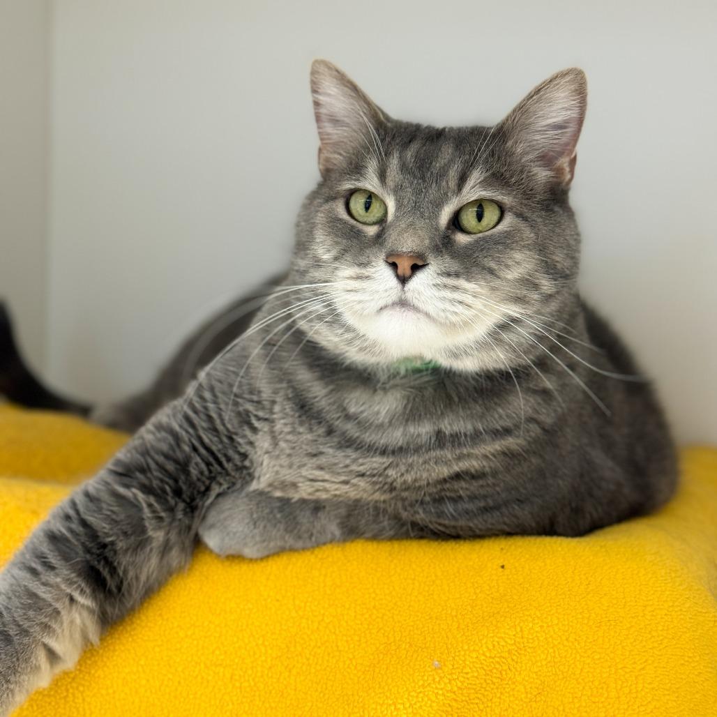 Enlarge Sam, a Adoptable Domestic Short Hair in Fort Wayne, IN image 1/3