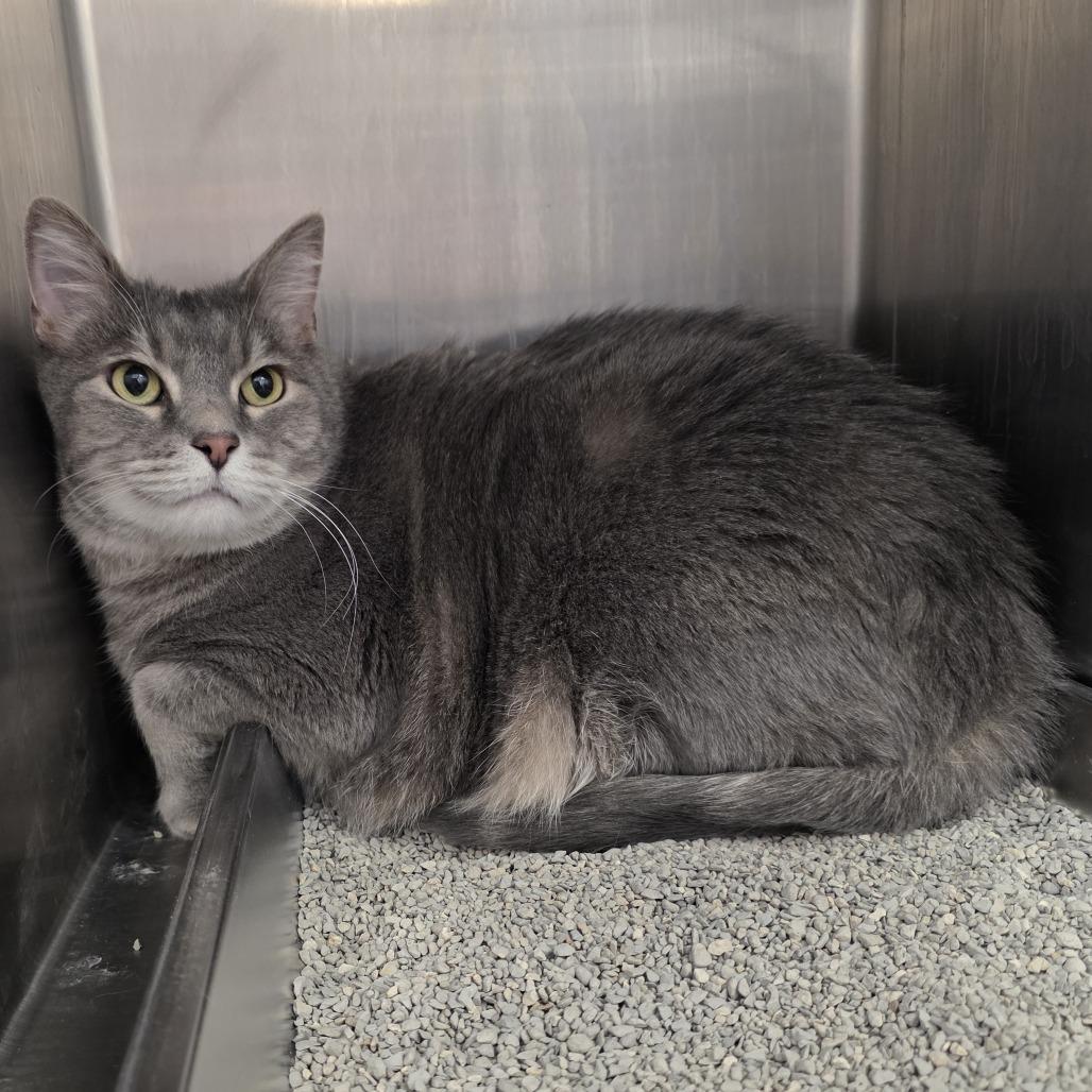 Enlarge Sam, a Adoptable Domestic Short Hair in Fort Wayne, IN image 3/3