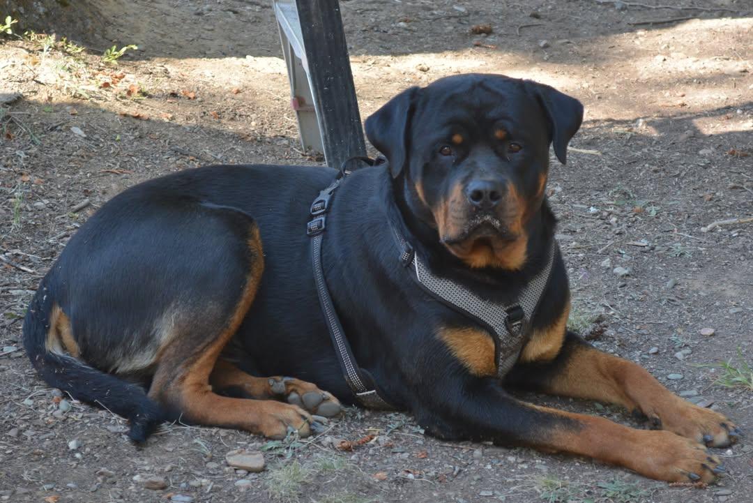 Enlarge Deimos, a ADOPTABLE Rottweiler in Redmond, WA image 1/4