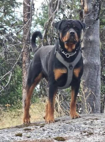 Enlarge Deimos, a ADOPTABLE Rottweiler in Redmond, WA image 4/4