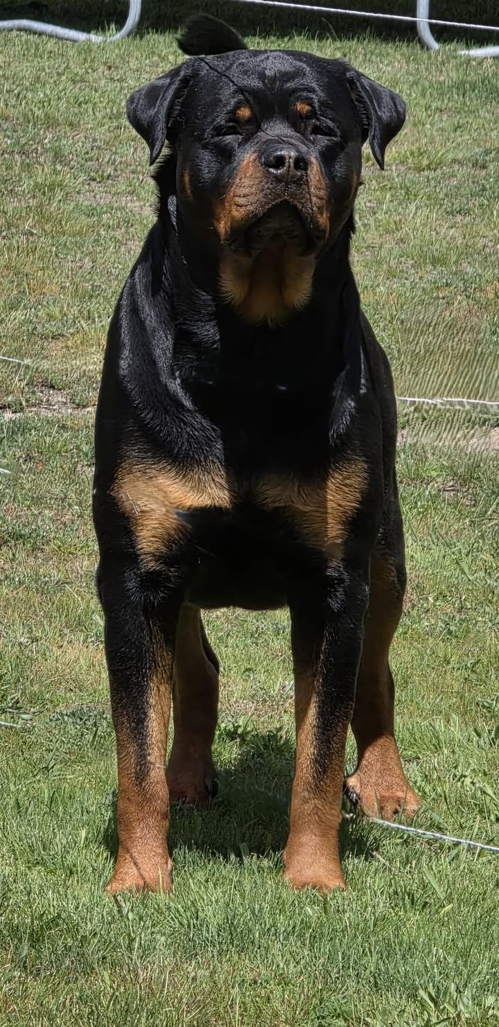 Enlarge Deimos, a ADOPTABLE Rottweiler in Redmond, WA image 2/4
