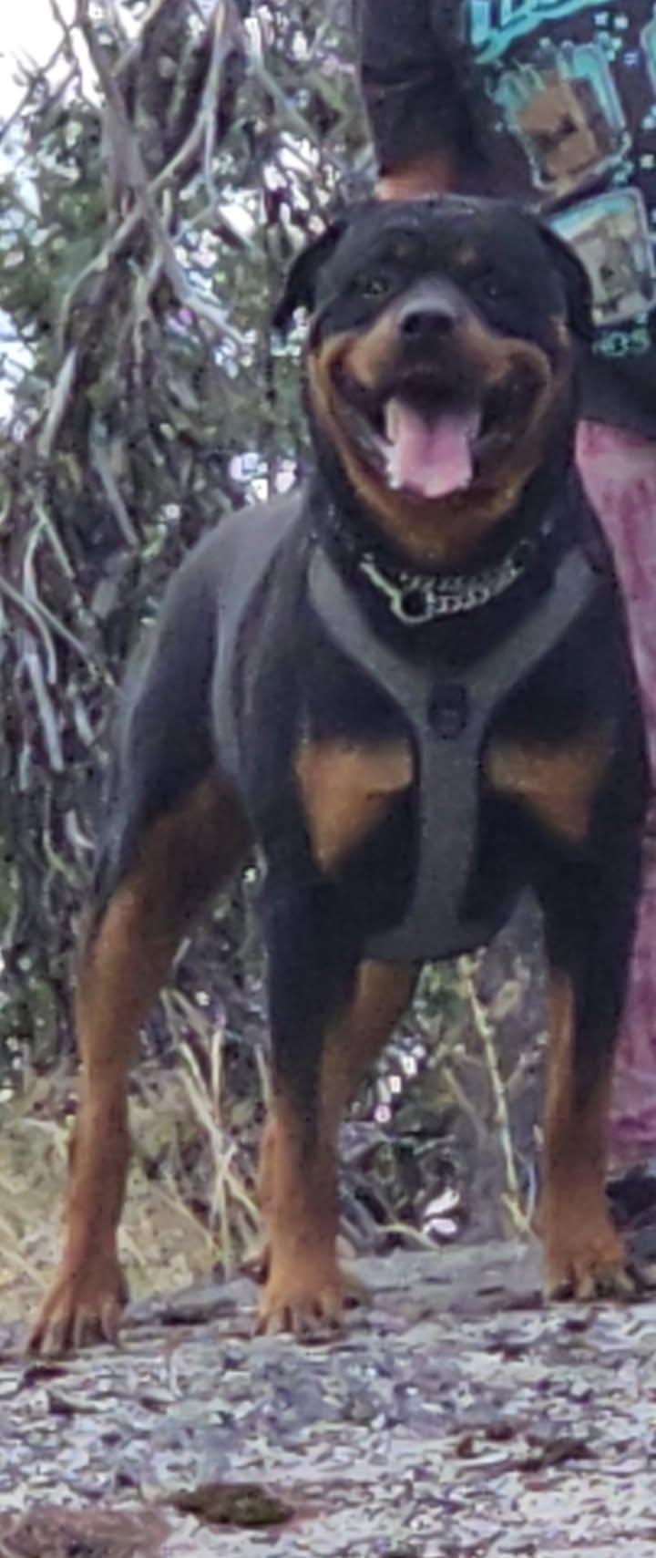 Enlarge Deimos, a ADOPTABLE Rottweiler in Redmond, WA image 3/4