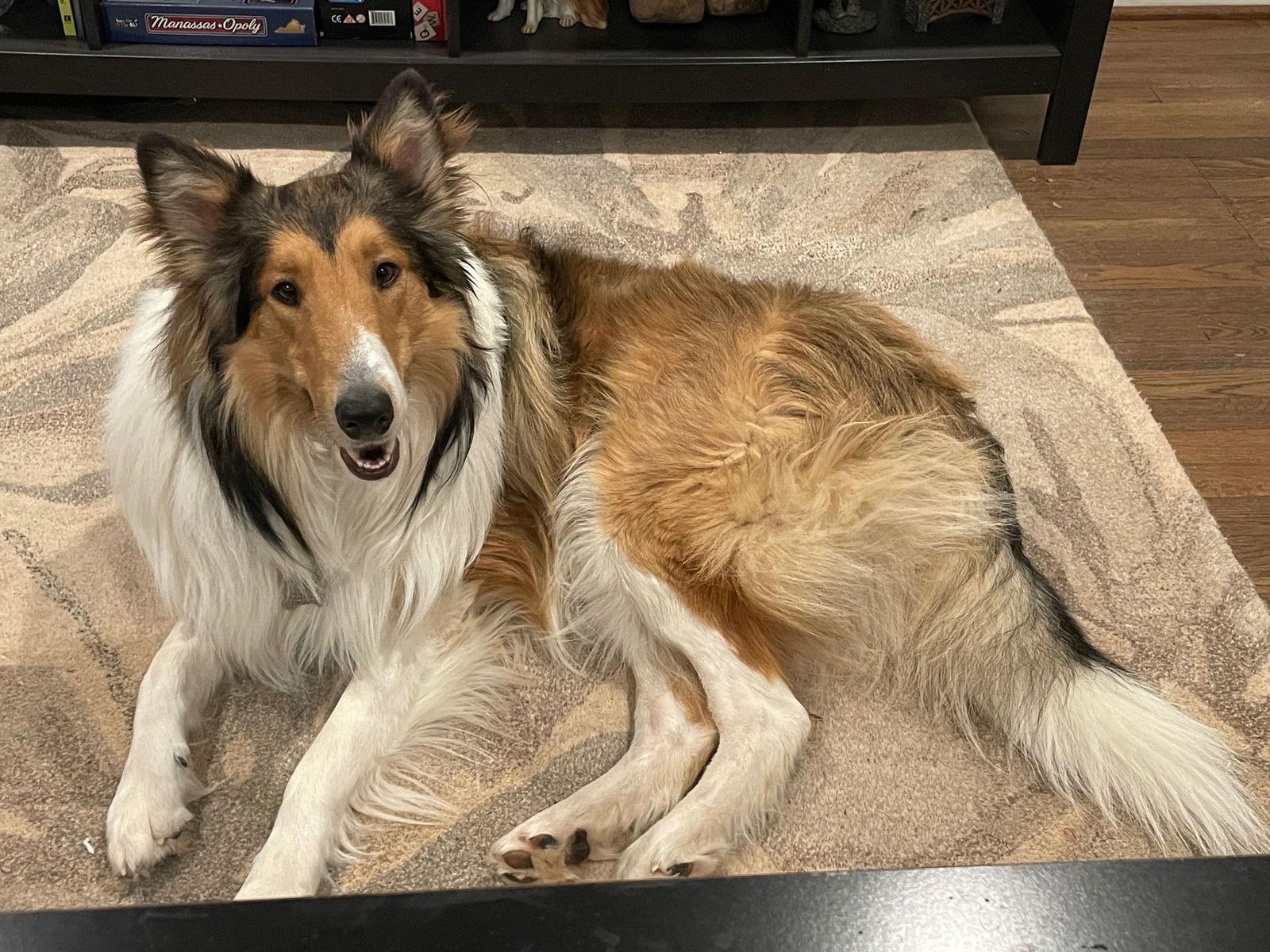 Enlarge Lenny, a Adoptable Collie in Chantilly, VA image 2/3