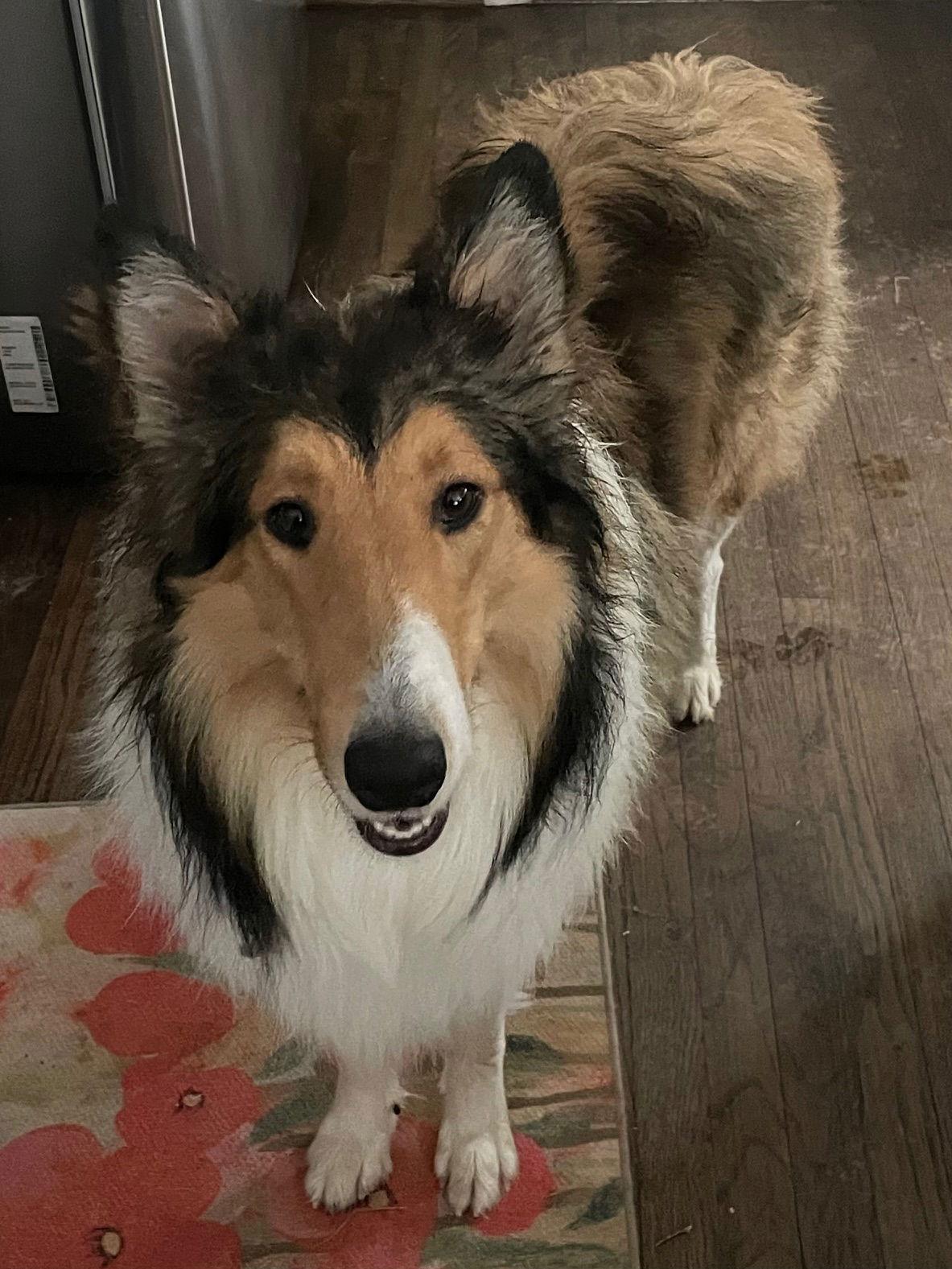 Enlarge Lenny, a Adoptable Collie in Chantilly, VA image 3/3