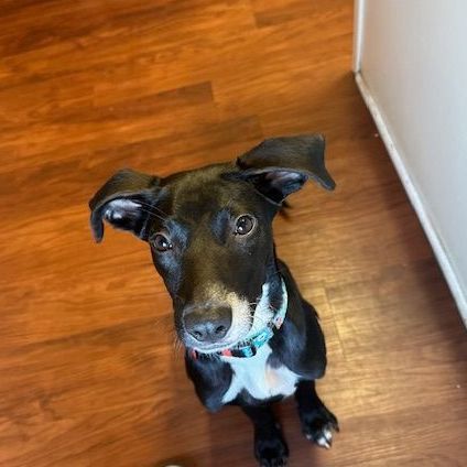 Maggie Fawkes, Adopted, Puppy Female Italian Greyhound.