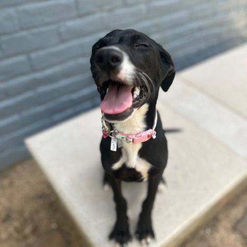 Enlarge Maggie Fawkes, a Adopted mixed breed in Bellaire, TX image 2/6