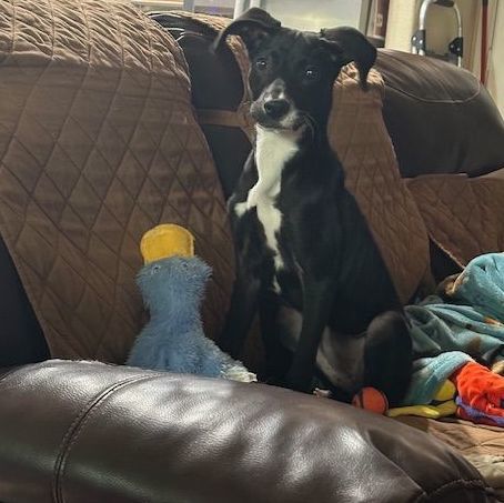 Enlarge Maggie Fawkes, a Adopted mixed breed in Bellaire, TX image 3/6