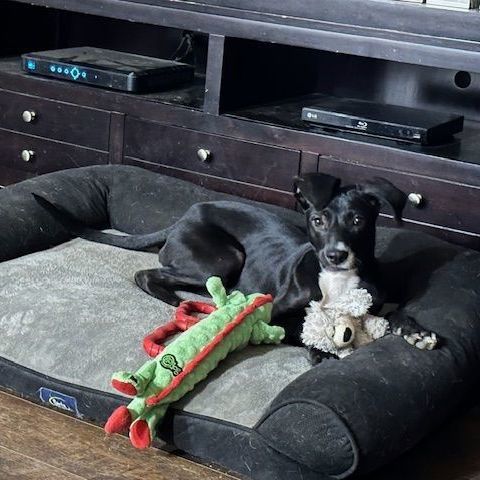 Enlarge Maggie Fawkes, a Adopted mixed breed in Bellaire, TX image 4/6