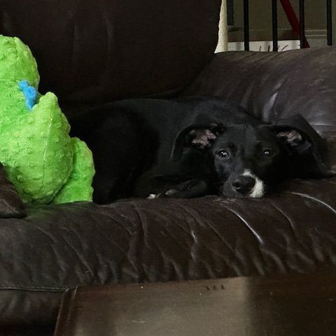 Enlarge Maggie Fawkes, a Adopted mixed breed in Bellaire, TX image 5/6