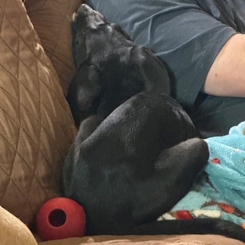 Enlarge Maggie Fawkes, a Adopted mixed breed in Bellaire, TX image 6/6