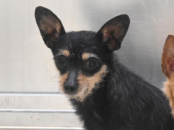 Delilah, Adoptable, Young Female Chihuahua & Terrier.