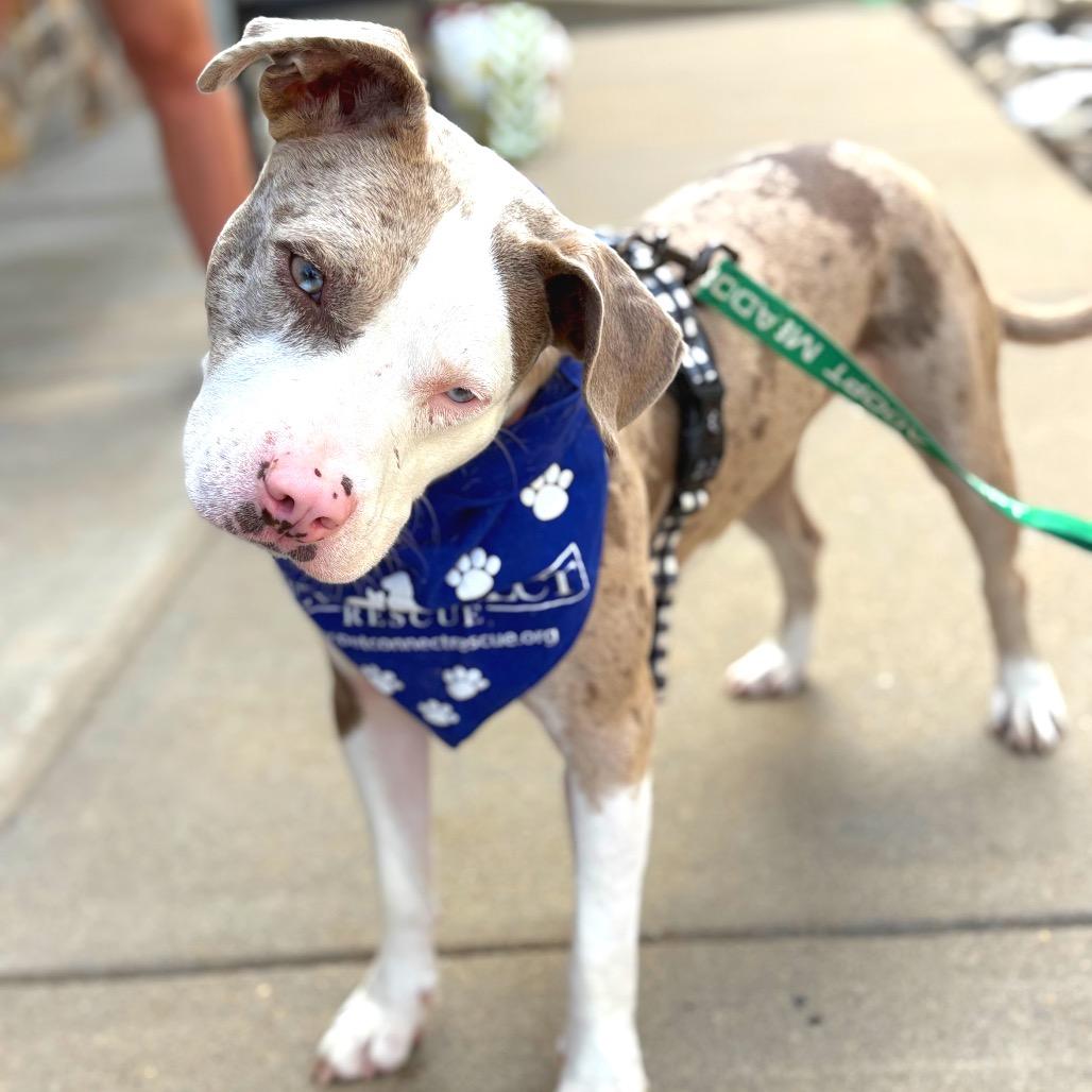 Simone, Adoptable, Adult Female Catahoula Leopard Dog & Mixed Breed.