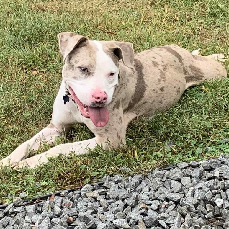 Enlarge Simone, a Adoptable mixed breed in Potomac, MD image 4/6