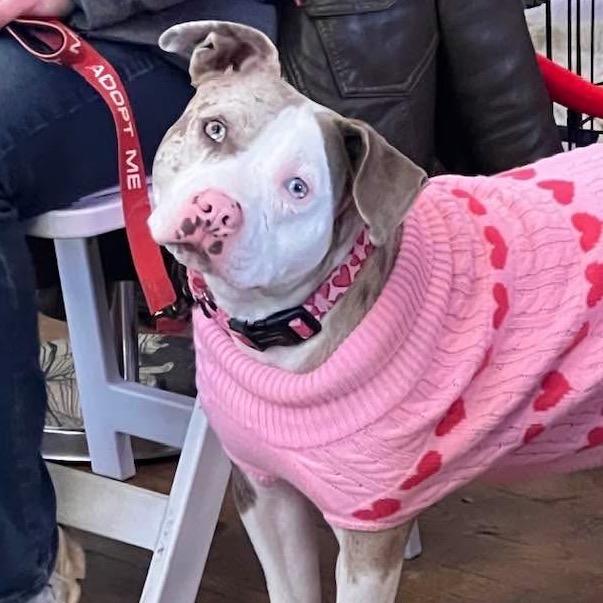 Enlarge Simone, a Adoptable mixed breed in Potomac, MD image 6/6