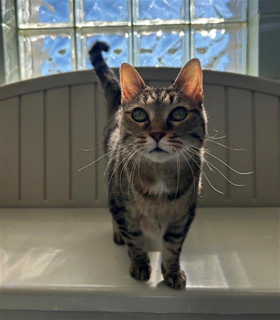 ICED TEA, Adoptable, Young Female Domestic Short Hair.