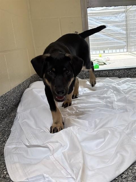 MOJO, Adoptable, Puppy Male German Shepherd Dog & Mixed Breed.