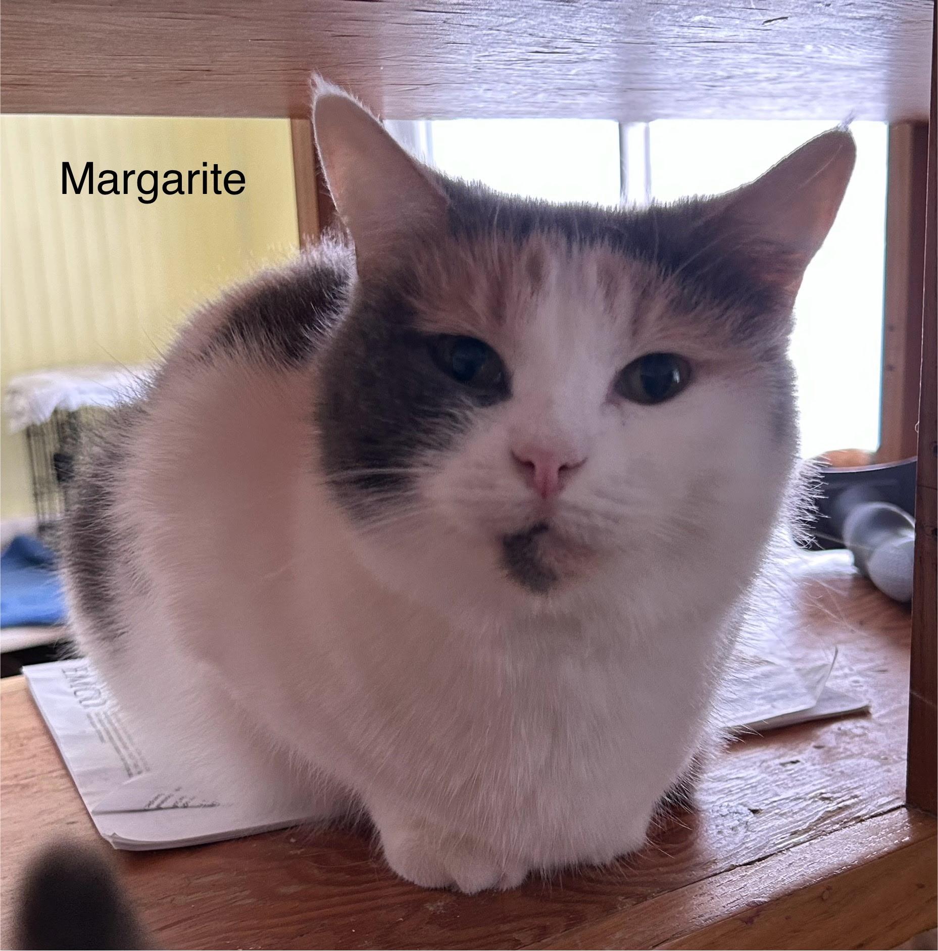 Enlarge Margarite , a ADOPTABLE American Shorthair in Mount Pleasant, PA image 1/1