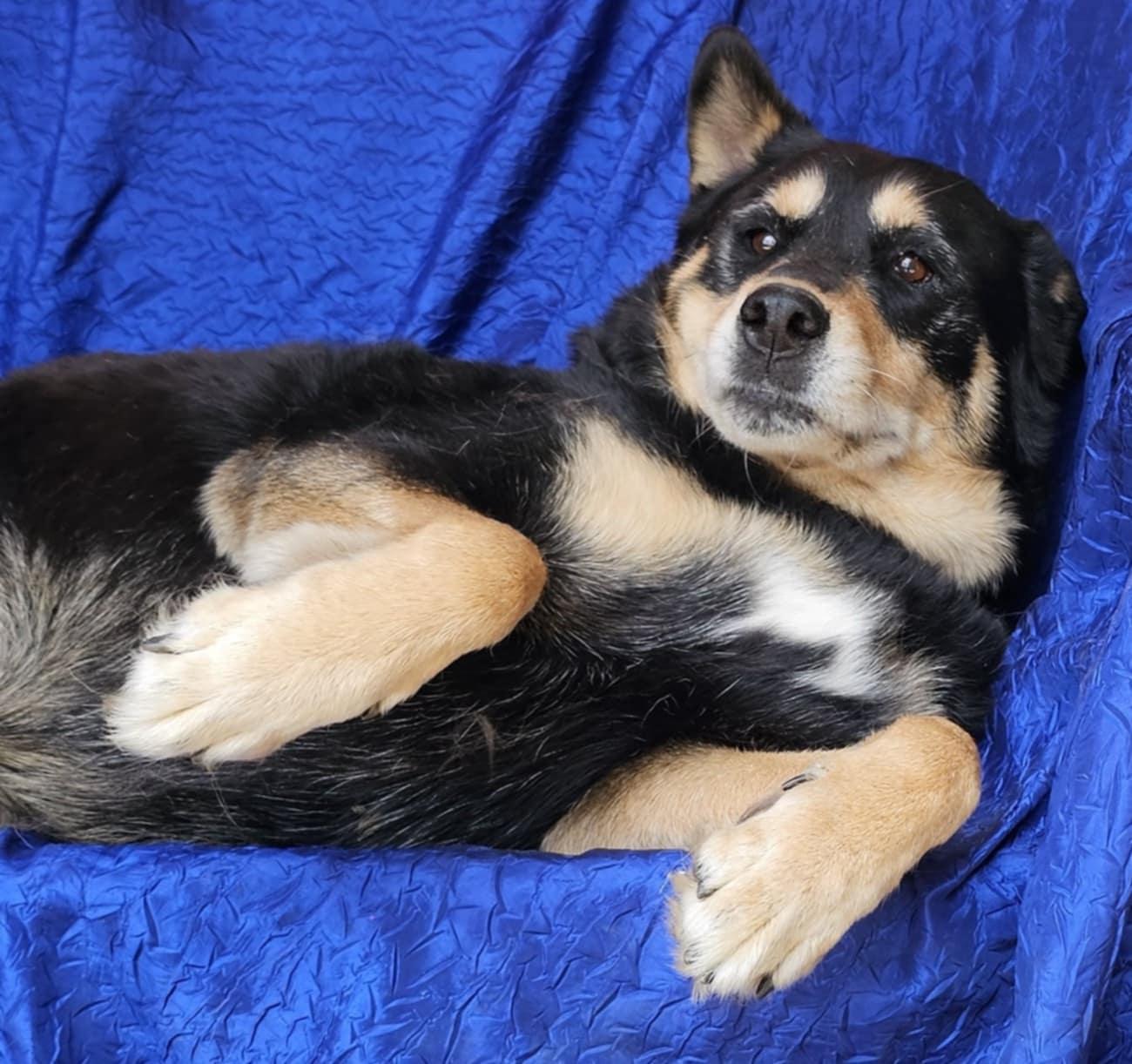 Ziva Lee, Adopted, Senior Female Shepherd & Rottweiler.