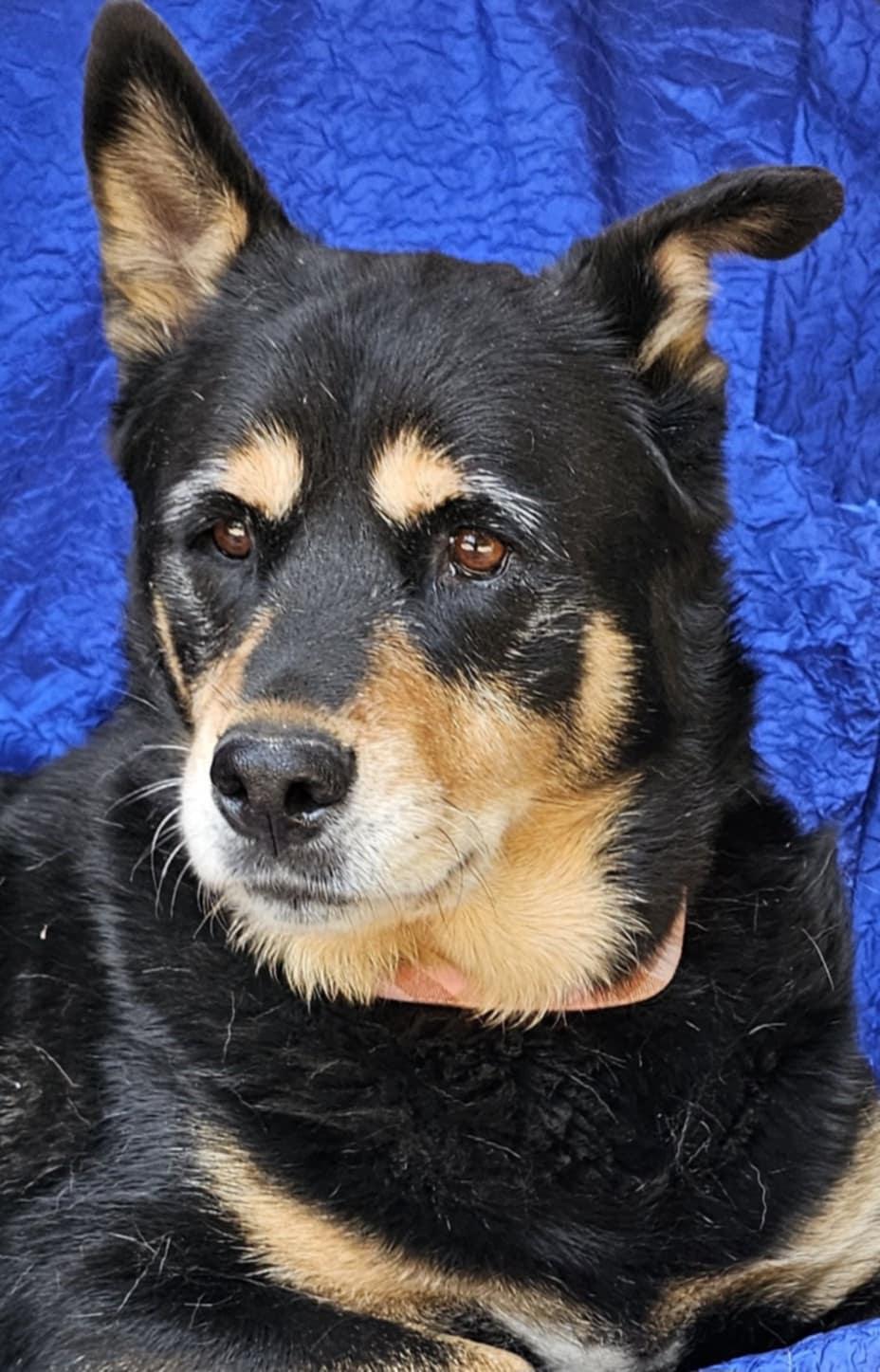 Ziva Lee, a Adopted mixed breed in Cuba, NY image 2/2