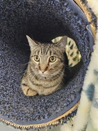 Enlarge Rain, a Adoptable mixed breed in Munster, IN image 1/1