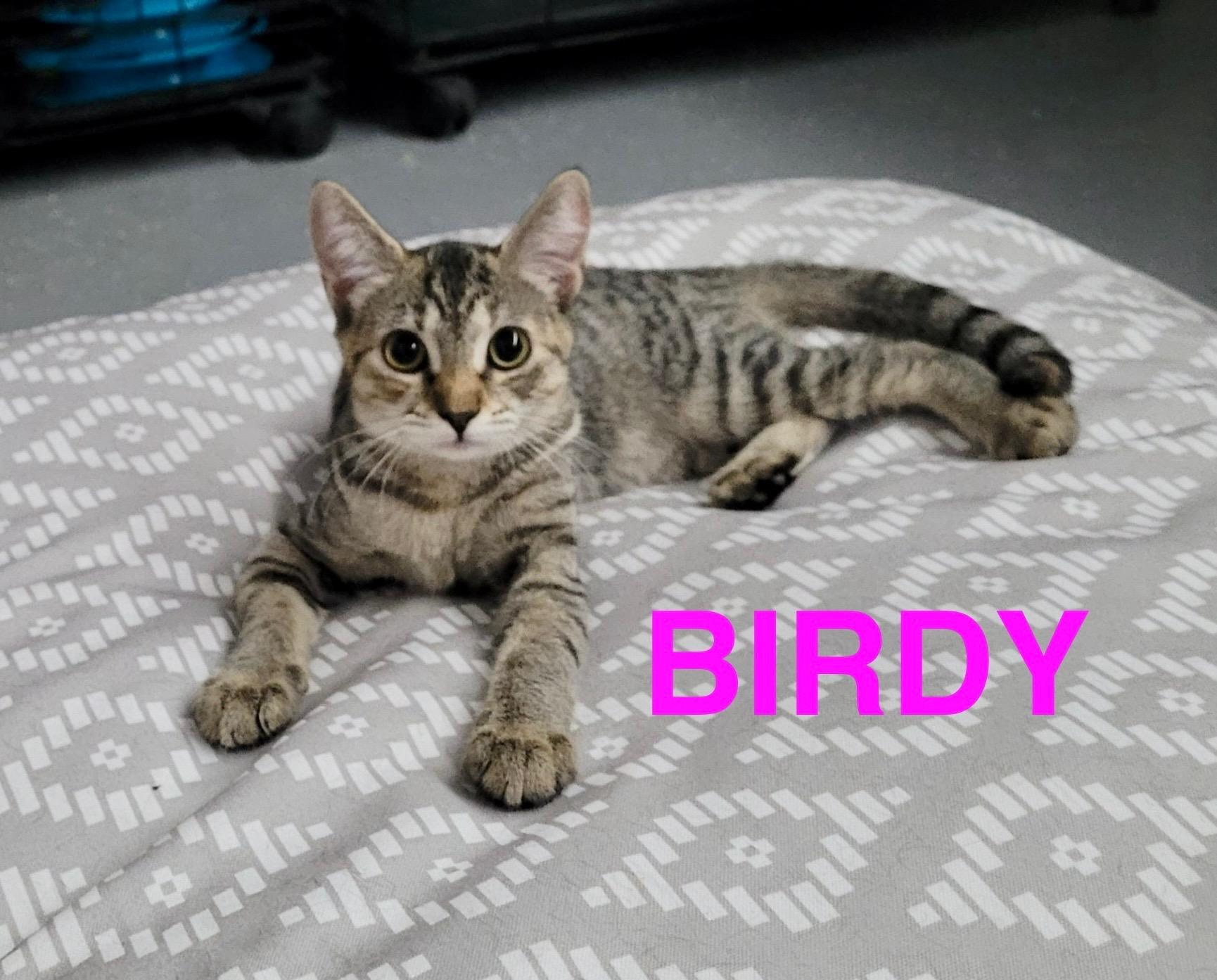 Birdy, a Adoptable American Shorthair in Mount Pleasant, SC image 1/2