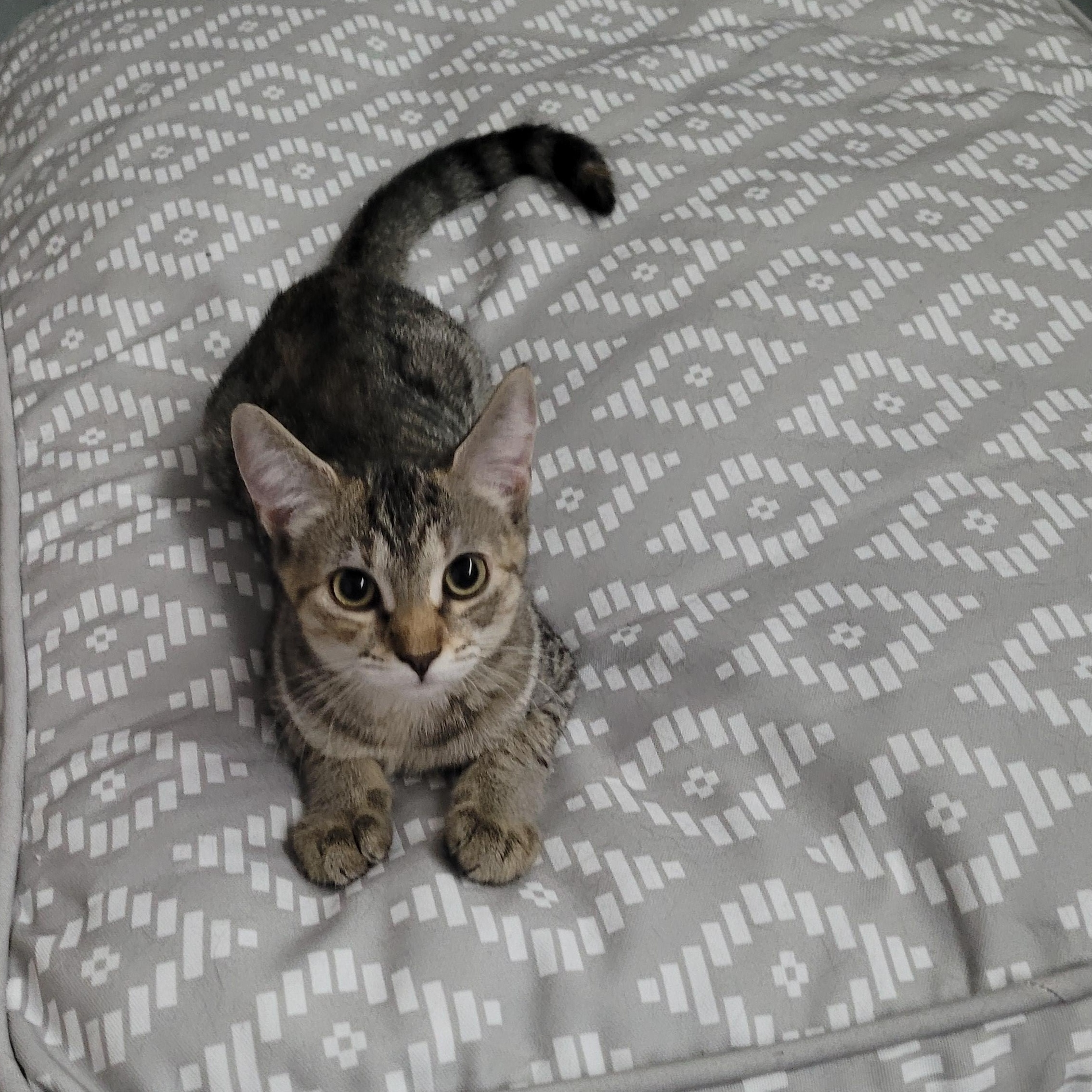 Birdy, a Adoptable American Shorthair in Mount Pleasant, SC image 2/2