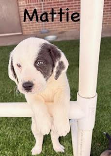 Enlarge Mattie, an adopted mixed breed in Mount Juliet, TN image 4/4