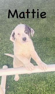 Mattie, adopted, Puppy Female Mountain Cur & Great Pyrenees.