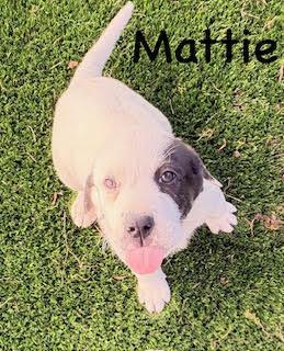 Enlarge Mattie, an adopted mixed breed in Mount Juliet, TN image 2/4