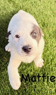 Enlarge Mattie, an adopted mixed breed in Mount Juliet, TN image 3/4