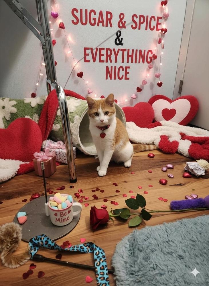 Enlarge Noelle, a Adoptable mixed breed in Westfield, WI image 2/2