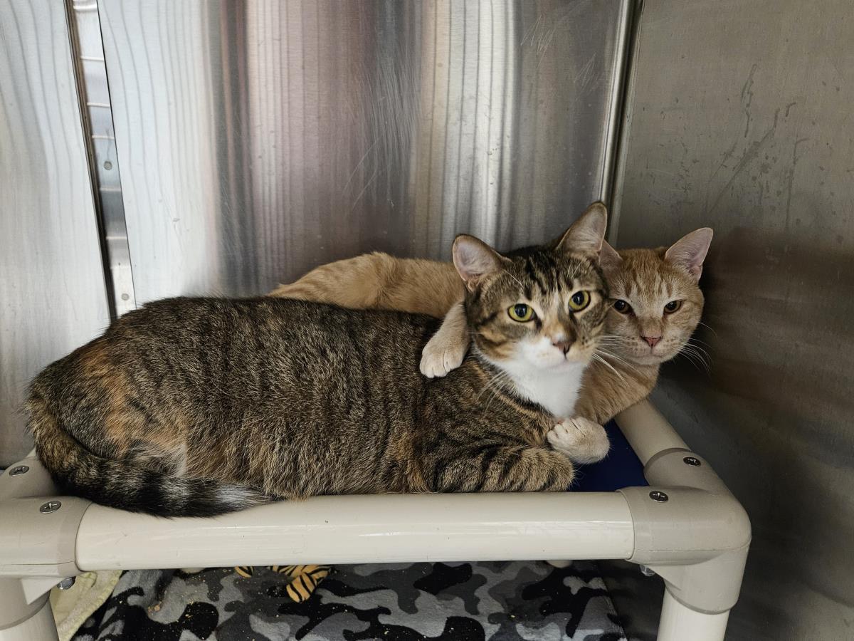 Sid, Adoptable, Young Female Domestic Short Hair.