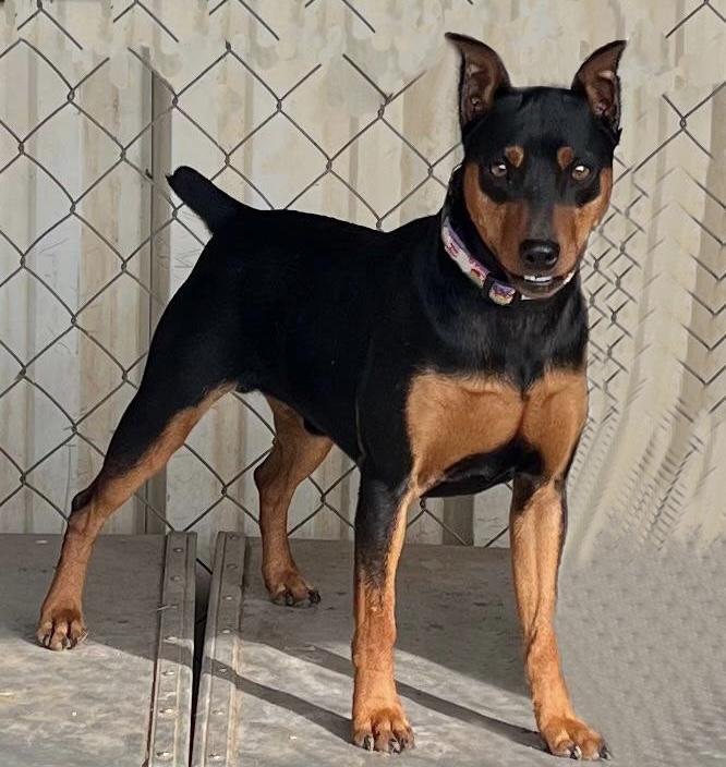 Enlarge Ziggy, a ADOPTABLE Miniature Pinscher in Dallas, TX image 3/3
