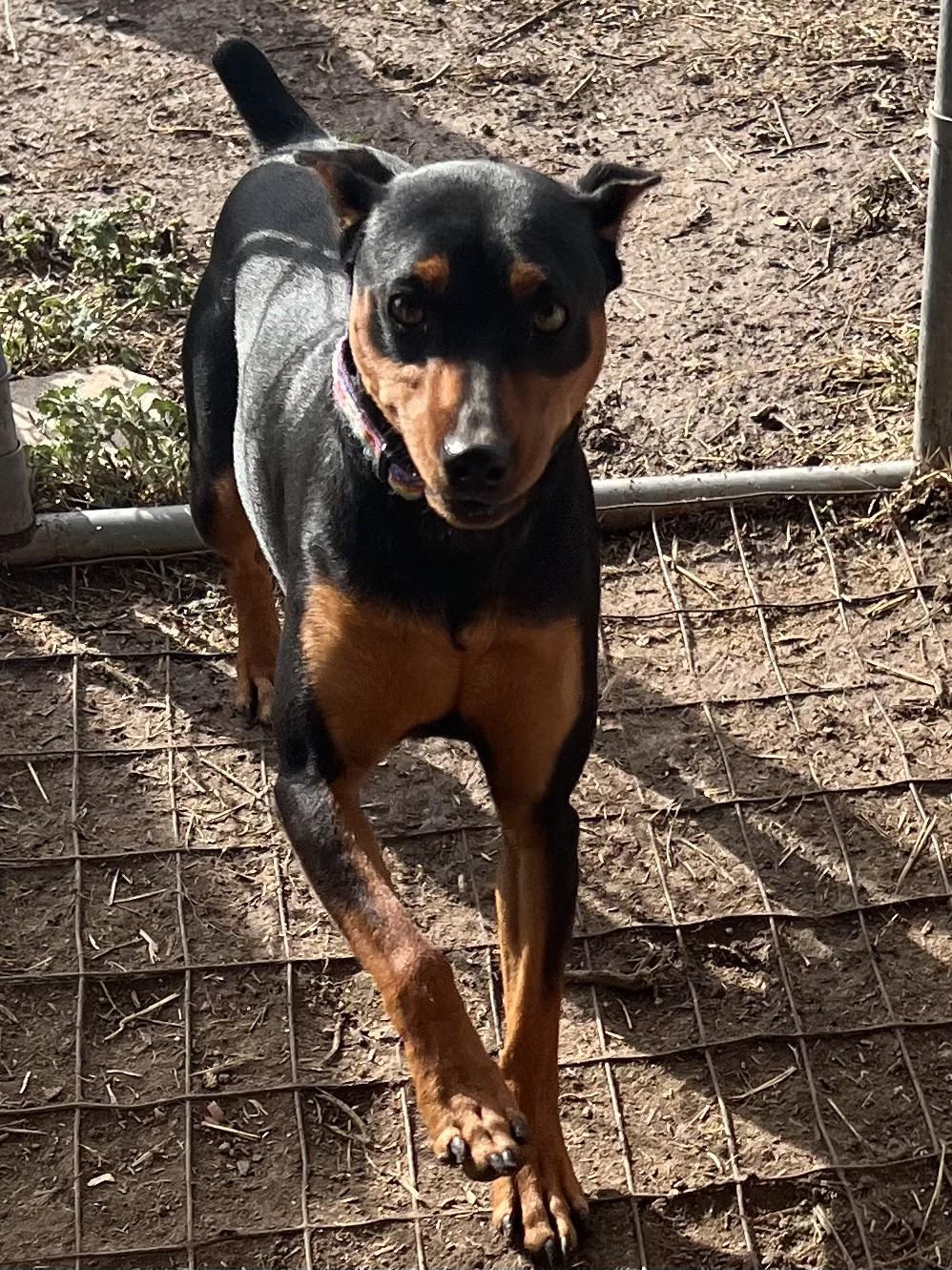 Ziggy, ADOPTABLE, Young Male Miniature Pinscher.