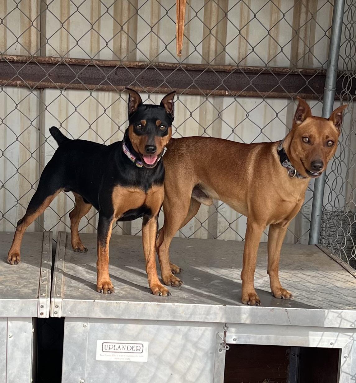 Enlarge Ziggy, a ADOPTABLE Miniature Pinscher in Dallas, TX image 2/3