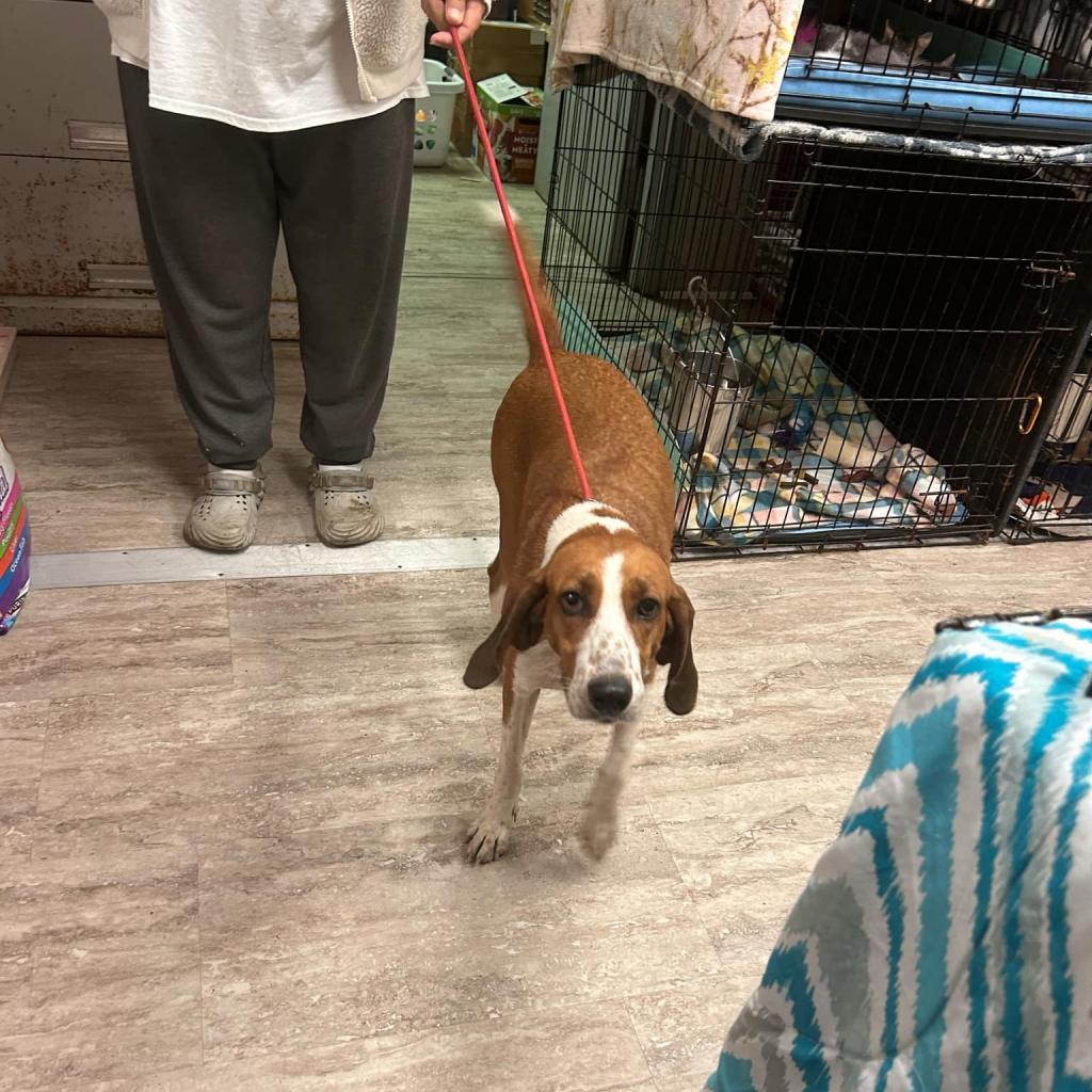 Enlarge Sally, a Adoptable mixed breed in Hinesville, GA image 1/2