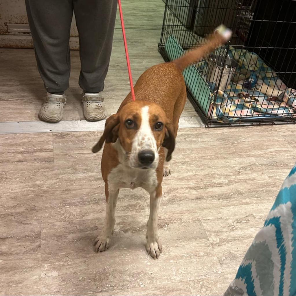 Enlarge Sally, a Adoptable mixed breed in Hinesville, GA image 2/2