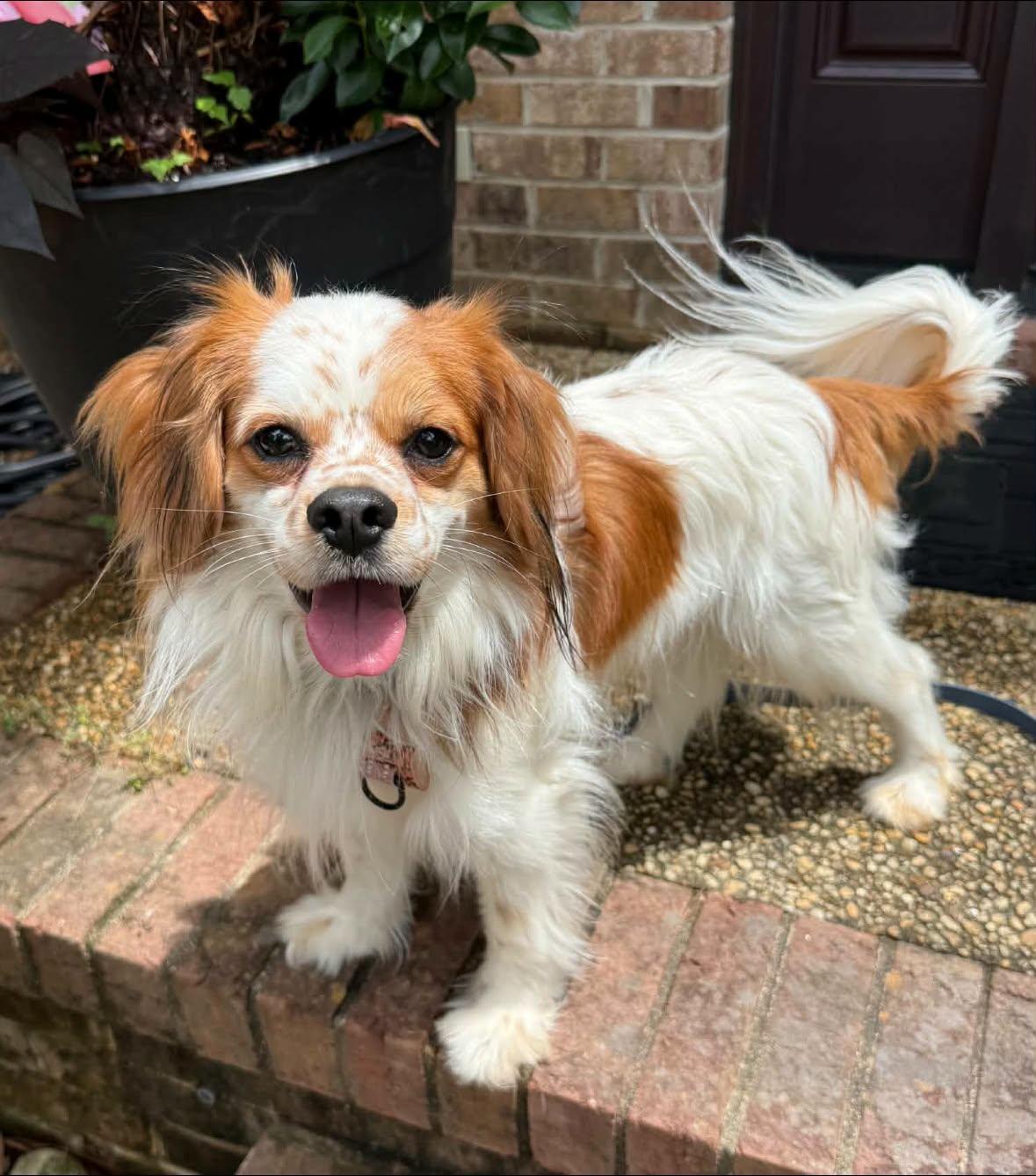 Enlarge Jitter, a Adoptable Cavalier King Charles Spaniel in Yorktown, VA image 1/6