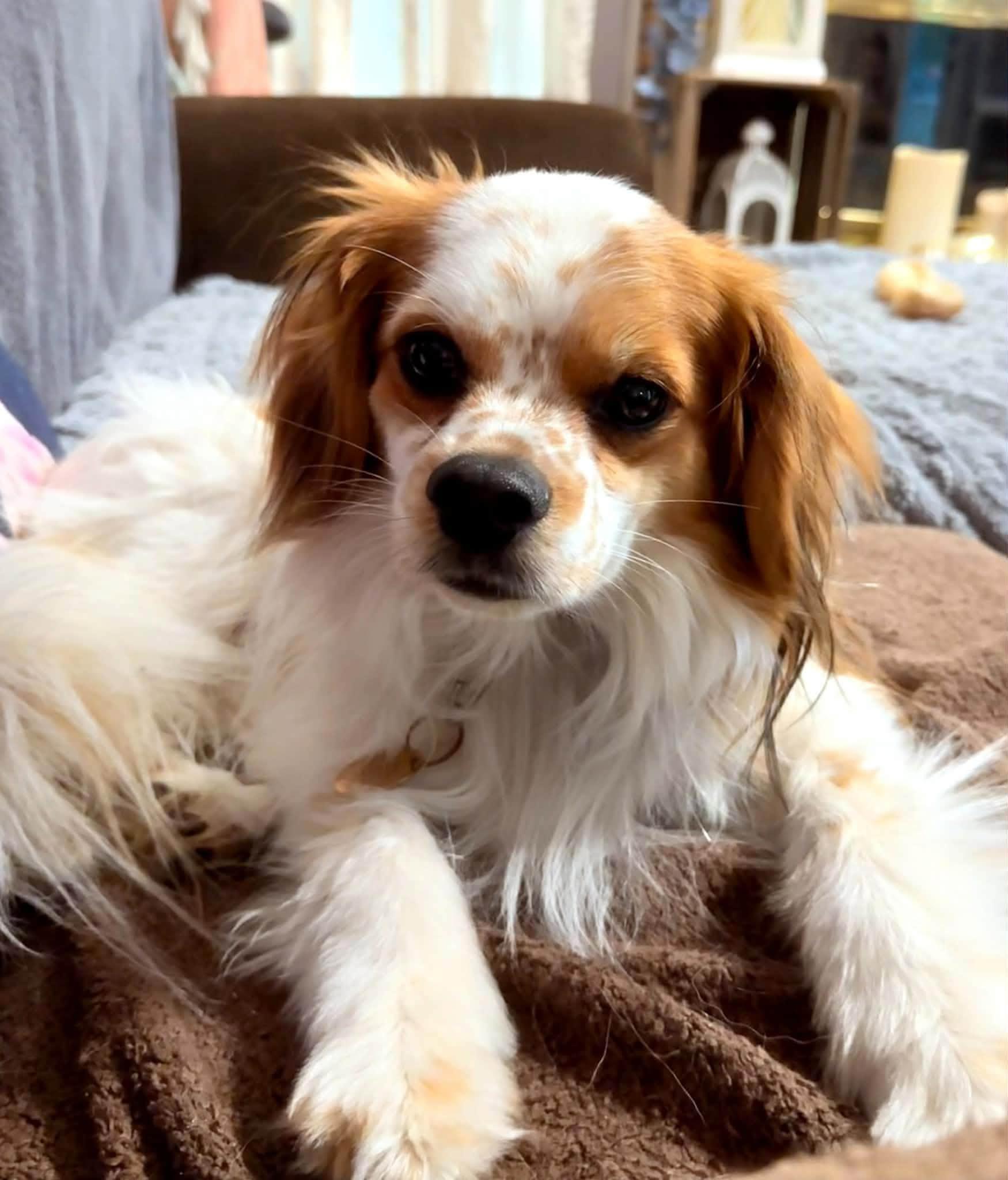 Enlarge Jitter, a Adoptable Cavalier King Charles Spaniel in Yorktown, VA image 3/6