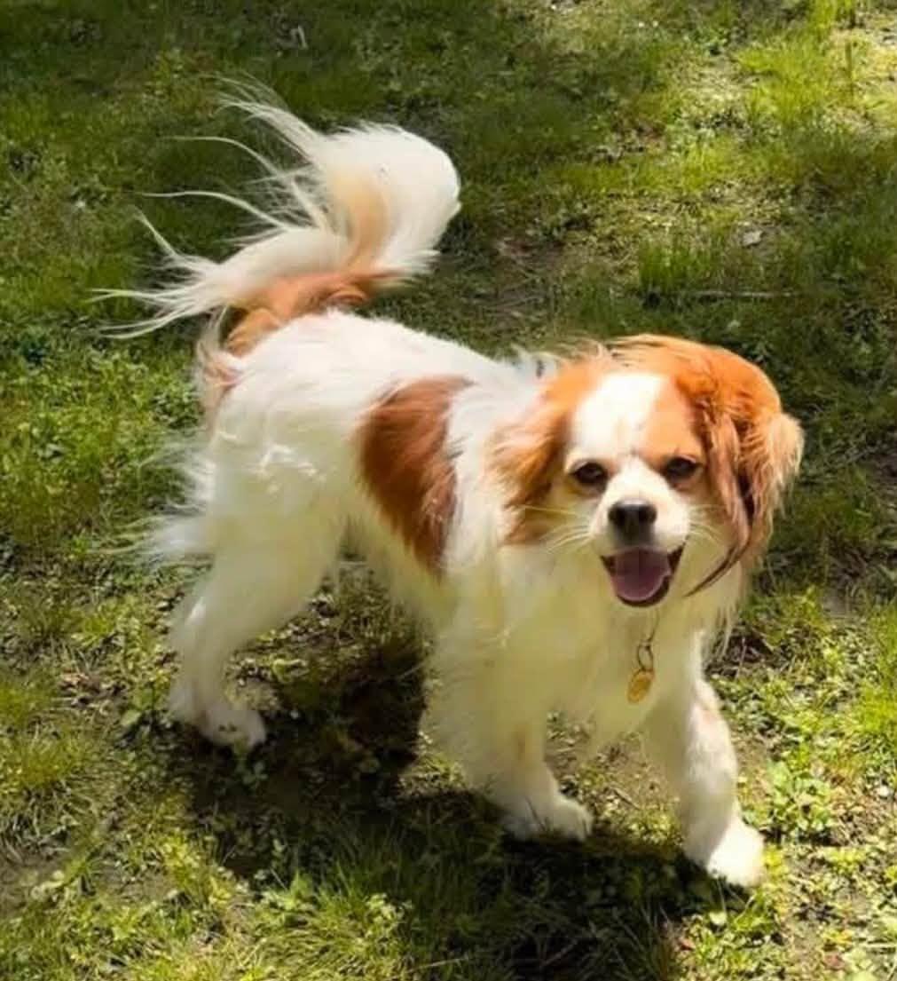 Enlarge Jitter, a Adoptable Cavalier King Charles Spaniel in Yorktown, VA image 6/6