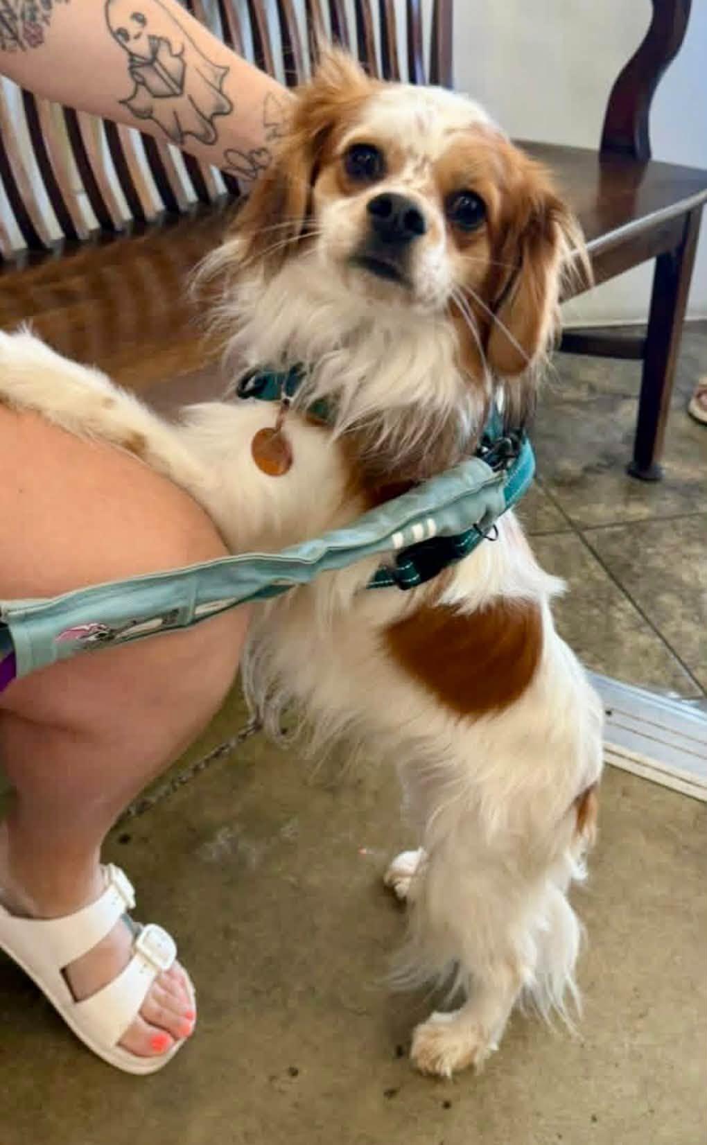 Enlarge Jitter, a Adoptable Cavalier King Charles Spaniel in Yorktown, VA image 2/6